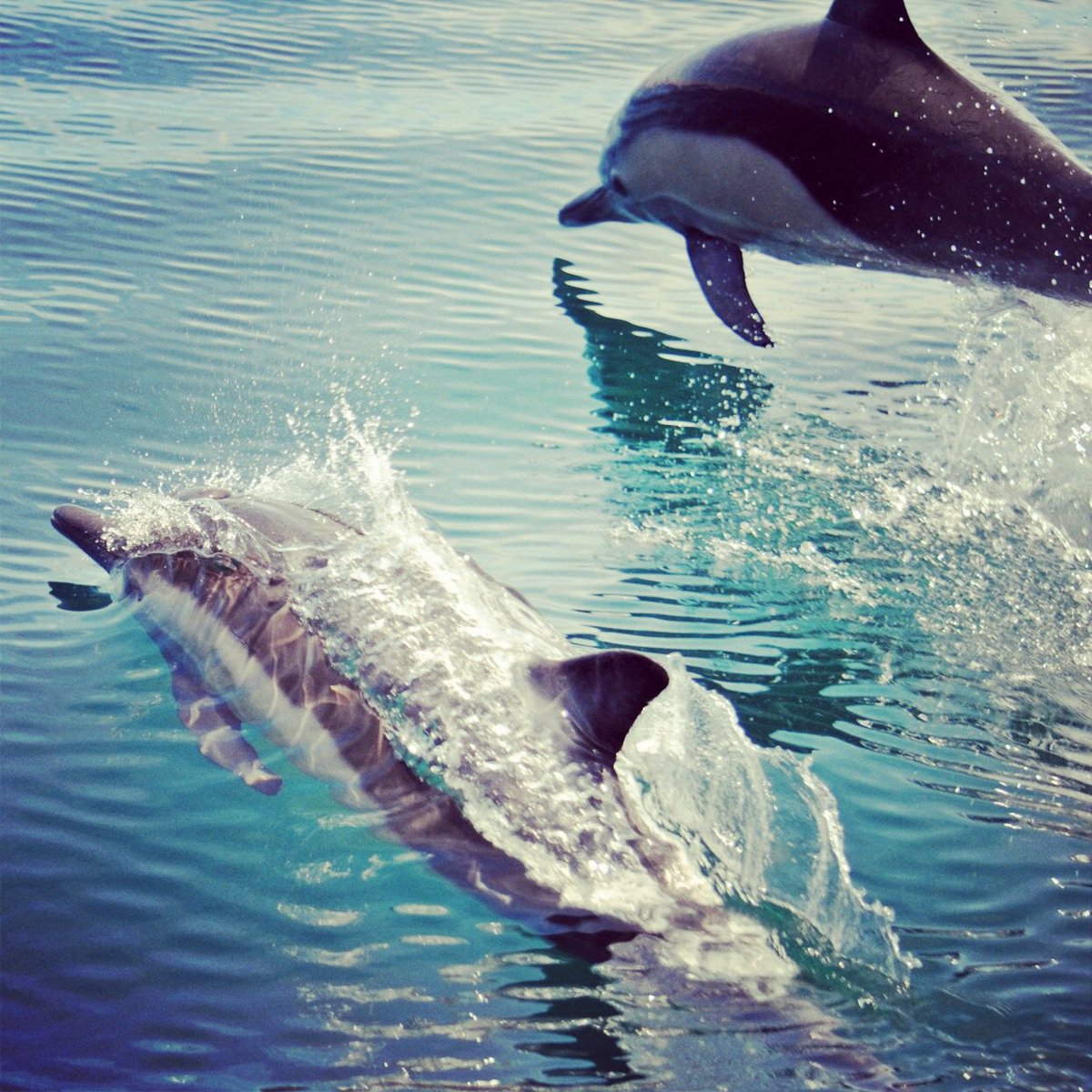 Pair of #longbeakedcommondolphins in #bahiadelosangeles #Baja #bajacalifornia #brokenwagonfilms #dolphins