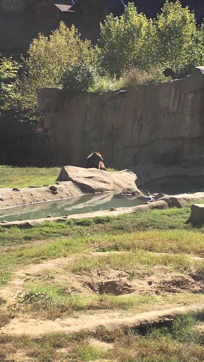 Candaceurb's tweet photo. @jsb681 !  Memphis area! Zoo was fun https://t.co/aut2vJSAC5
