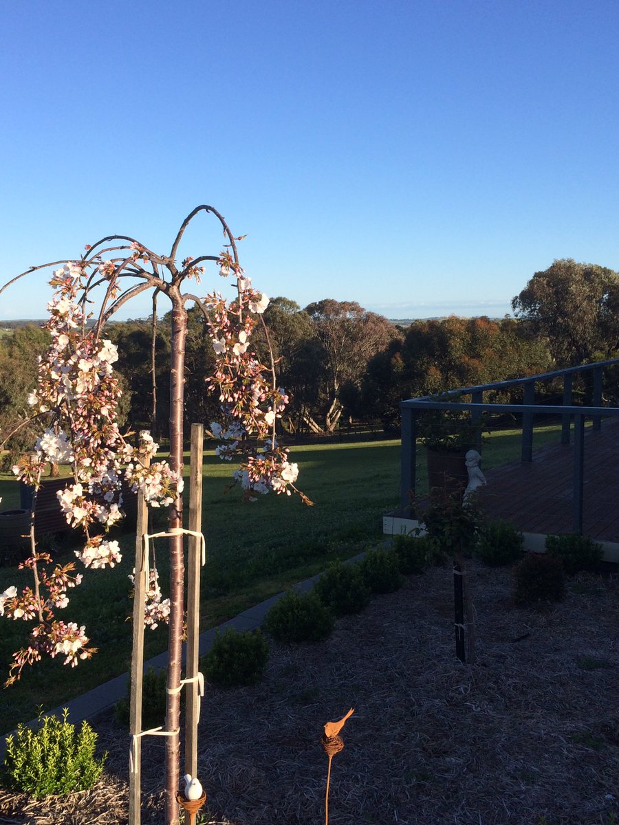Michellebamo's tweet image. The calm before the storm. Hard to believe they are forecasting 80mm for today and tomorrow. #wetspring #SAStorm