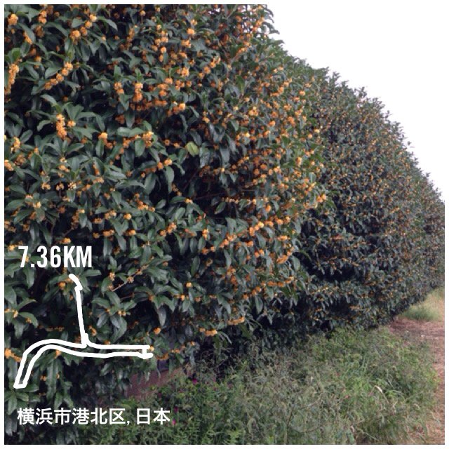 The aroma of a fragrant olive wafted.キンモクセイの良い香りo(^_^)o Nike+を使用して7.36 kmのランを終了しました。 go.nike.com/023f7vk0 #nikeplus