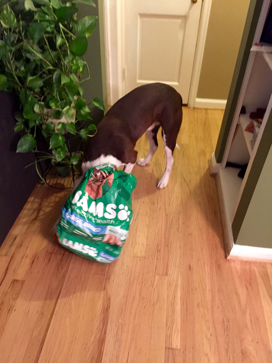 Bruce_At_Work's tweet photo. I call this #leftovers @IAMS #bottomofthebag #bestdayever #endofmonth https://t.co/FikSqTj1f3