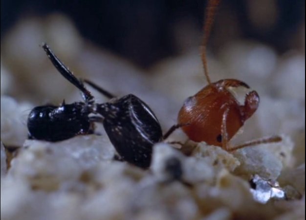Squirm 大自然の闘争 驚異の昆虫世界 1971 接写が魅力の昆虫ドキュメンタリー 特に蟻 の映像に力が入っていて 戦闘後のバラバラの身体や軍隊蟻の身を挺した吊り橋等は 昆虫だけに限らない怖ろしさすら感じる フェイズ が好きな方は是非