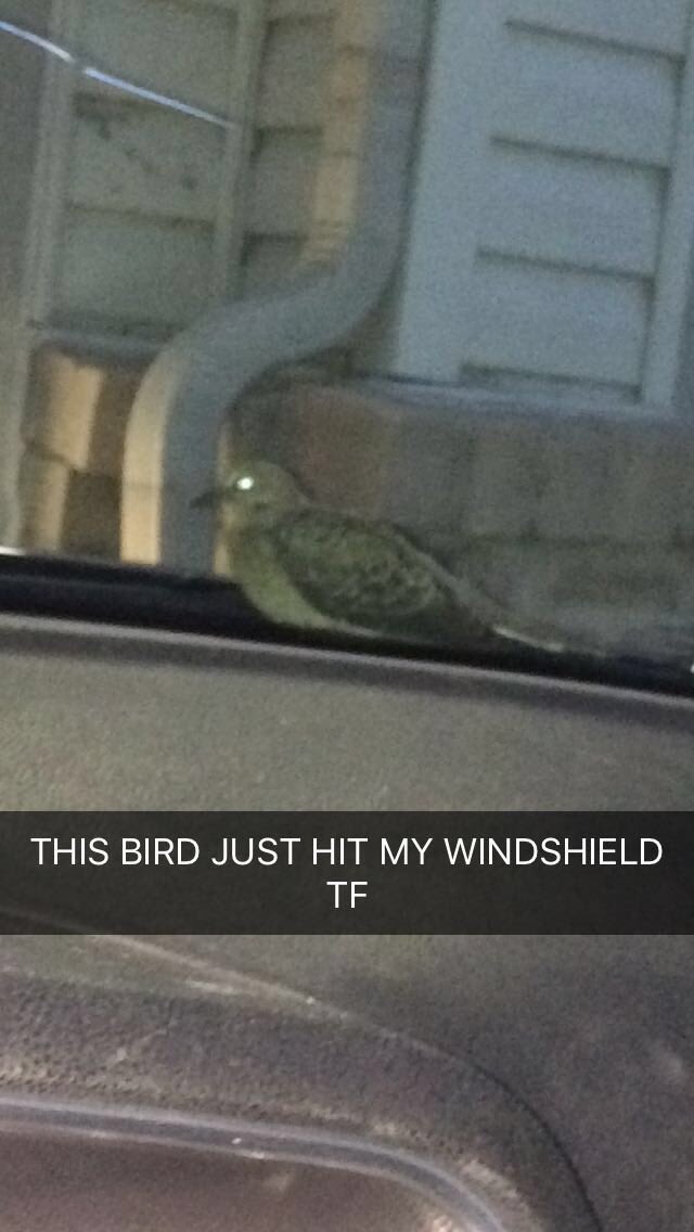 sheapawl11's tweet photo. hi this is for everyone that doesn't have me on snapchat🐦 https://t.co/6iL7Vh54Vc