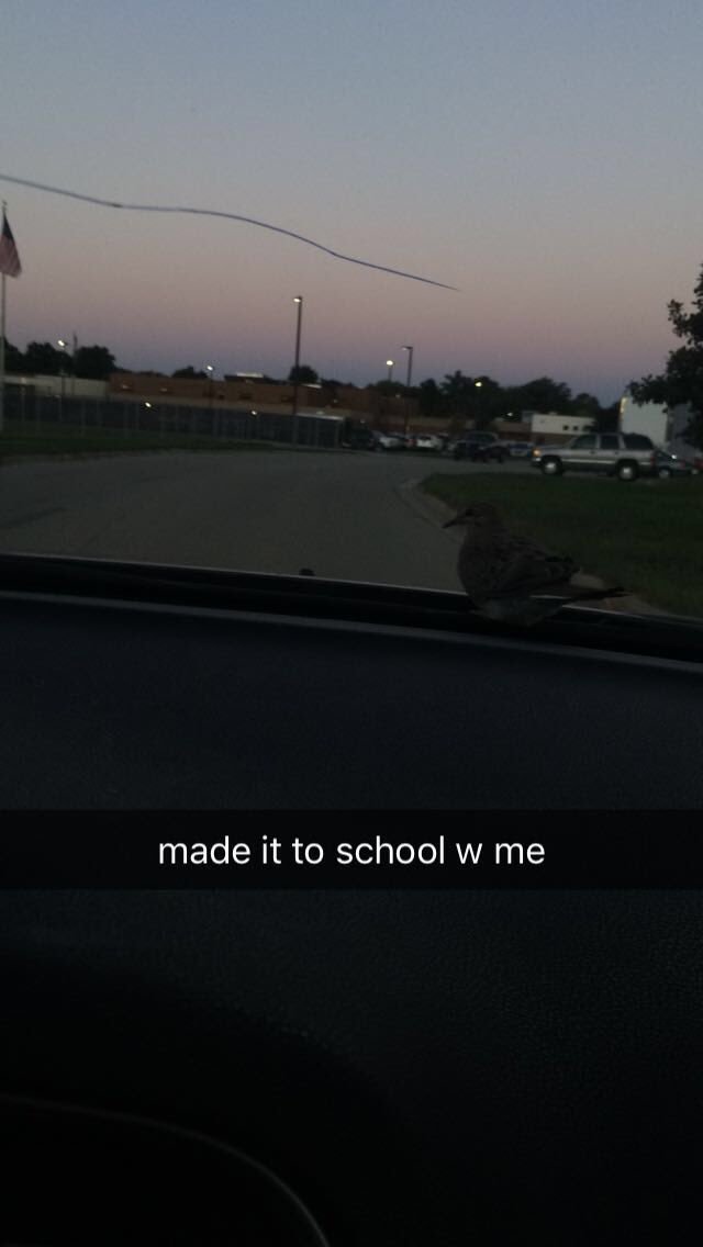sheapawl11's tweet photo. hi this is for everyone that doesn't have me on snapchat🐦 https://t.co/6iL7Vh54Vc