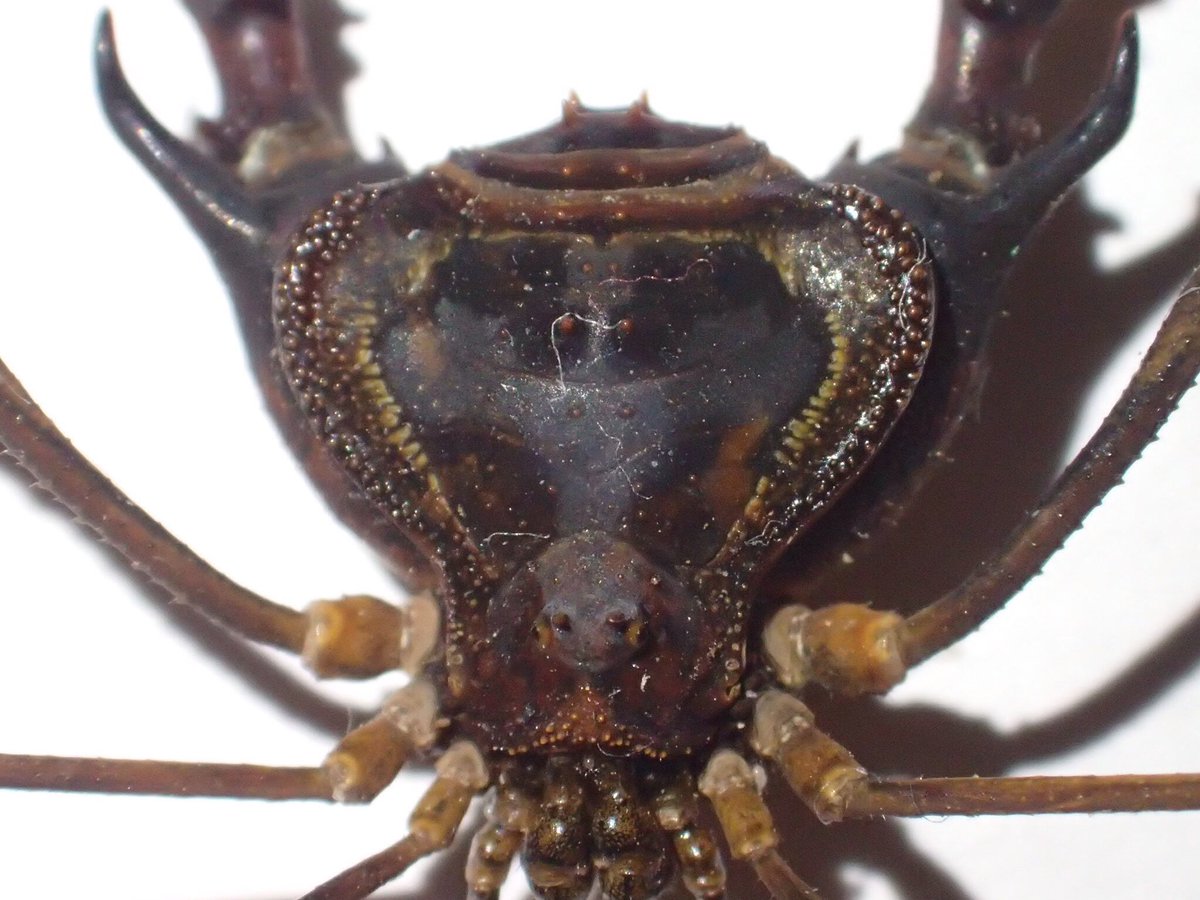 昆虫標本　チリ産　ザトウムシの仲間？？　レア　珍虫 この前のチリ産異形ザトウムシ。多分チリアンジャイアントザトウムシ