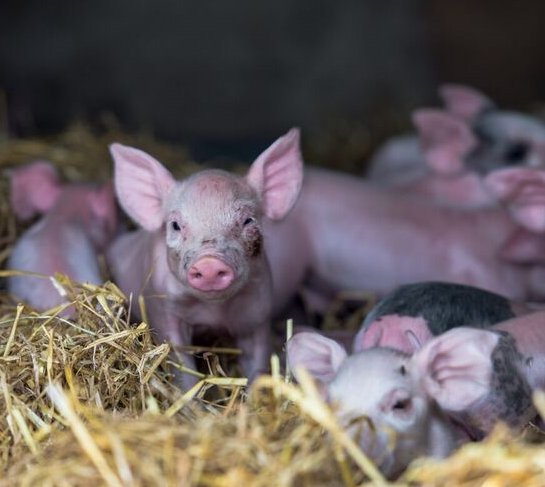 HelenBOrganic's tweet photo. #pigoftheweek "angel ears" @ocado @devonwoodsmoke #happypigs #organic https://t.co/ZQUcWMUhei