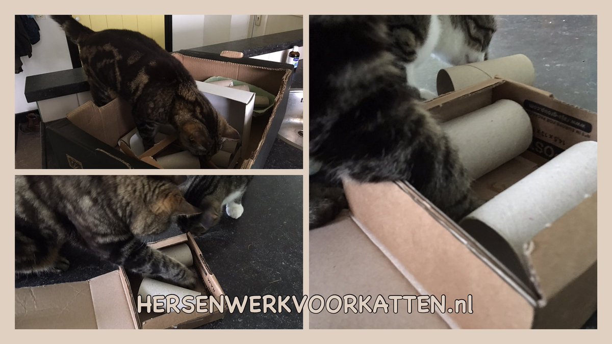 HersenwerkKat's tweet photo. Een leuke puzzel hoeft niet duur te zijn! Let bij de materiaalkeuze op veiligheid. Laat je kat de puzzel stap voor stap ontdekken. #HWvK https://t.co/tctjoXtozk