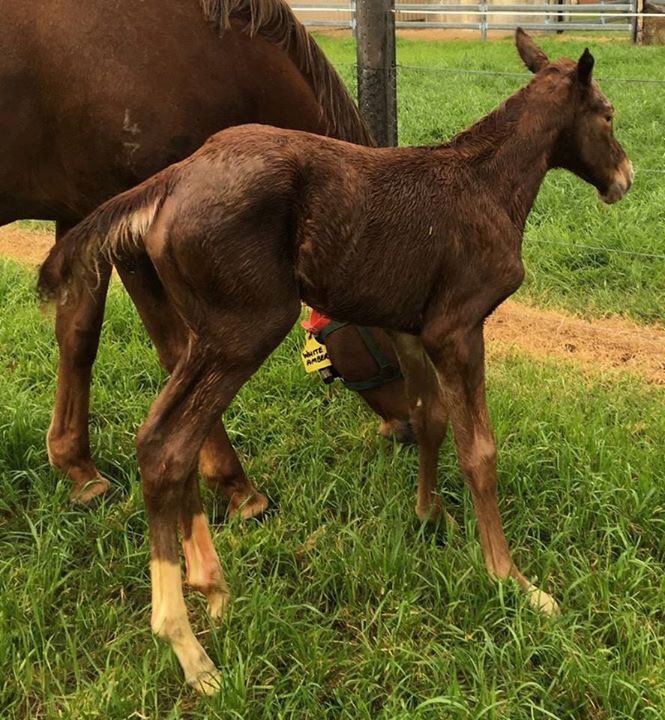 Andromeda_AUS's tweet photo. #NewArrival - Welcome to the world "Tilly" a big, healthy ANIMAL KINGDOM x WHITE AMBER #filly #AndromedaThoroughbreds #Racing #Australia https://t.co/H4HsoSkHFv