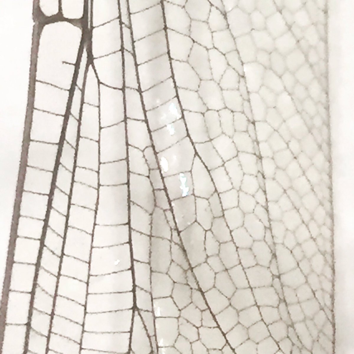 ChatwinAna's tweet photo. Dragon Fly Wing 
#dragonfly #graceful 
#fragile #beautiful #network #delicate #complex #workofart #art https://t.co/IzlCIIuhsn