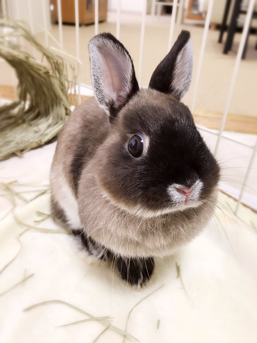 Rie Habu うさぎファース党 On Twitter 怯えて白目 可愛い