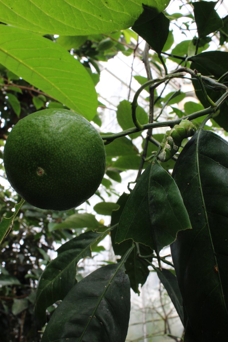 Toukka ja hedelmä #puutarha #perhonen #kasvitieteellinen #trooppinenpuutarha #perhospuutarha #joensuu #luonto #matkailu #elämys