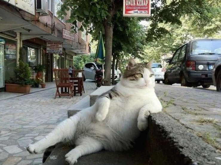 ieupmedia's tweet photo. Le chat le plus célèbre d’internet a désormais une statue à son effigie. https://t.co/XiKCwJUNA6 https://t.co/e3Tg0YLCL1