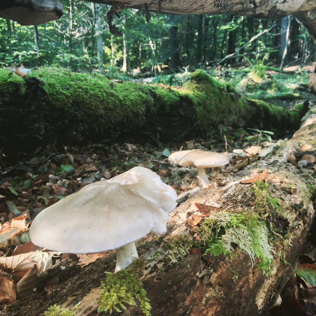BoswachterMirte's tweet photo. Geniet van de mooie #herfstdagen ... #buitennatuurlijk !#natuurmonumenten https://t.co/UjxjzhlTqN