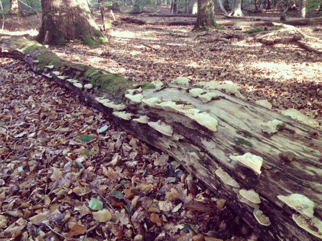 BoswachterMirte's tweet photo. Geniet van de mooie #herfstdagen ... #buitennatuurlijk !#natuurmonumenten https://t.co/UjxjzhlTqN