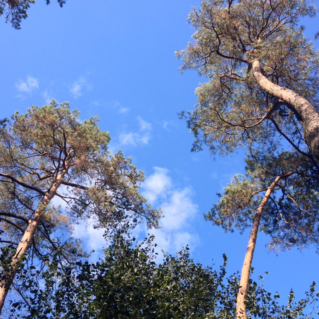BoswachterMirte's tweet photo. Geniet van de mooie #herfstdagen ... #buitennatuurlijk !#natuurmonumenten https://t.co/UjxjzhlTqN