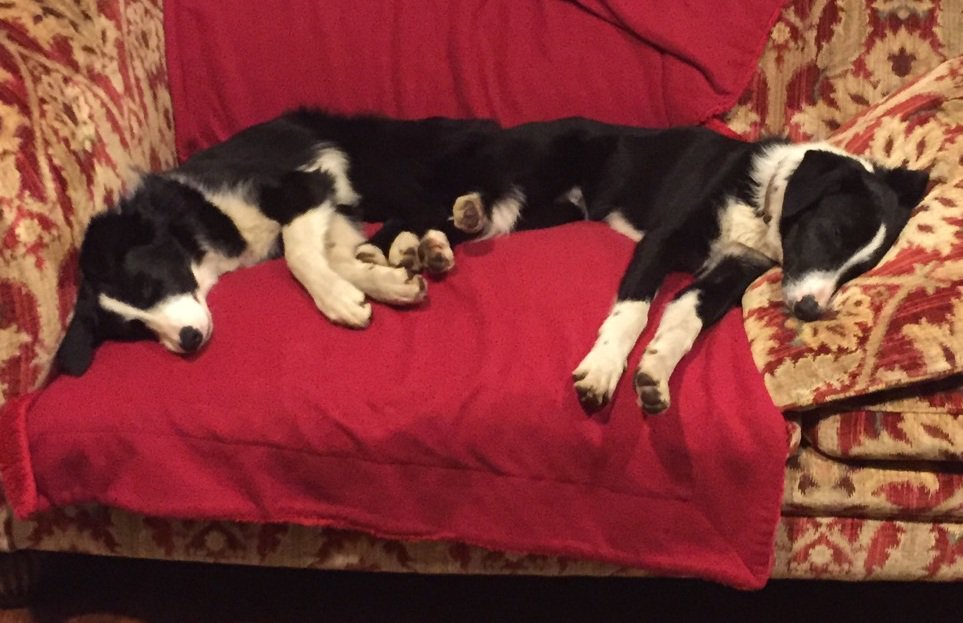 Twitter friends, please help us find our beautiful dogs, share this f'book post. Means a lot to us to get them back: facebook.com/erin.foster.10…