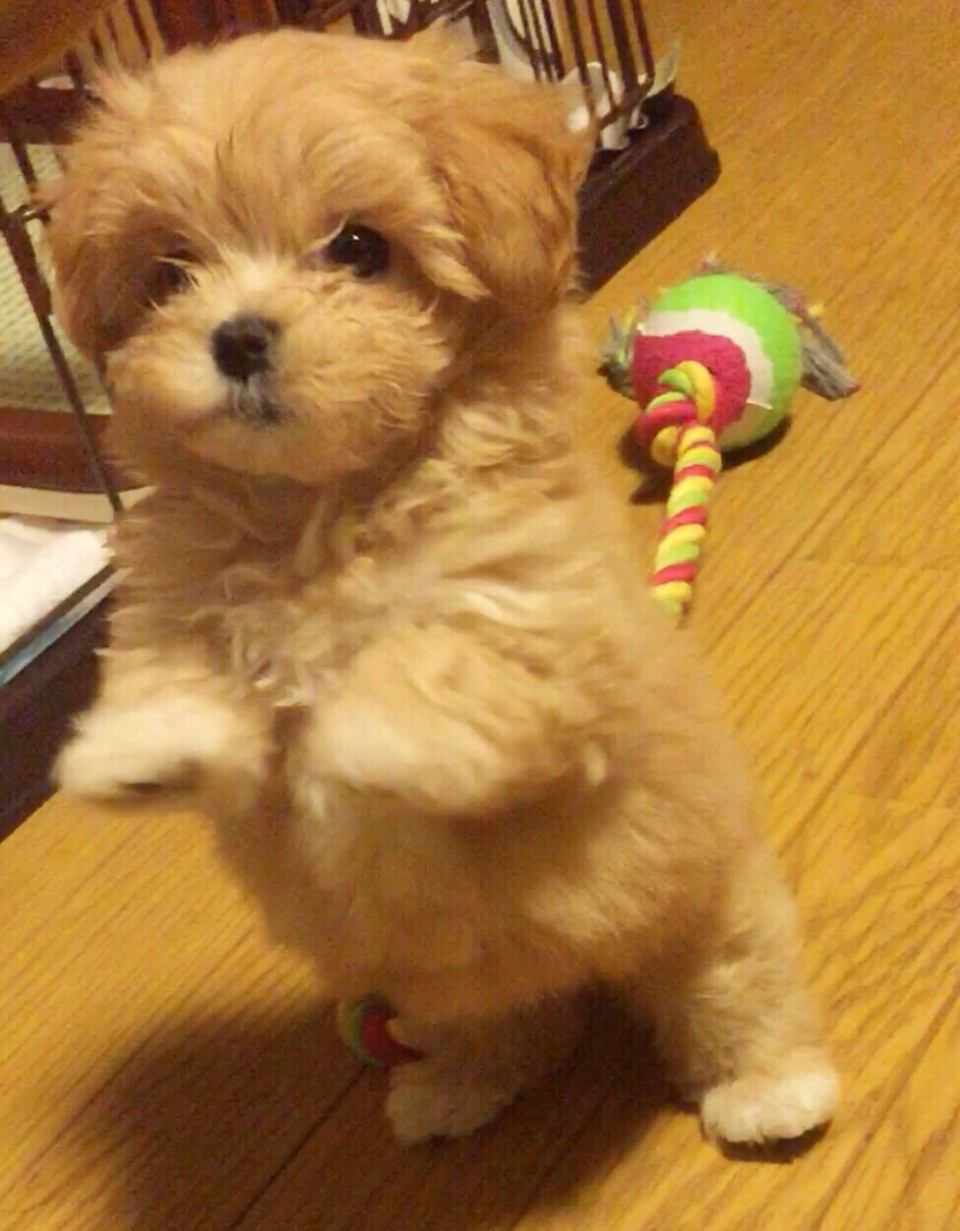 Twitter 上的 世界のワンちゃん図鑑 マルプー トイプードルとマルチーズのミックス犬 ぬいぐるみのような 可愛い見た目をしています なつきやすい子が多く飼いやすいそうです T Co 9wuhcyxs4e Twitter