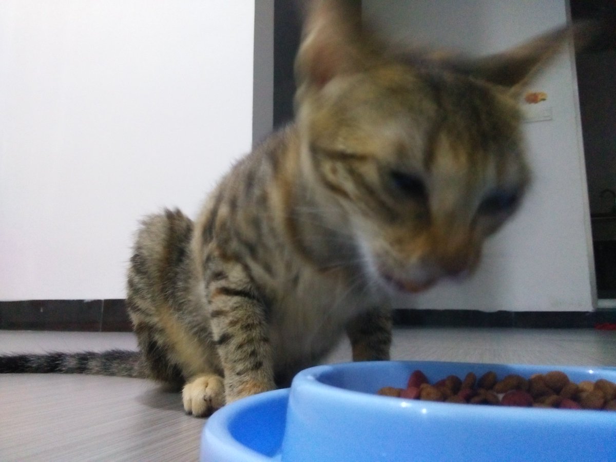 山野陽嗣 Yoji Yamano キャットフードあげてるとメチャ美味しそうな匂いがして これって実は人間が食べ ても美味しいんじゃないか てよく思うんですが もし人間が食べたらどうなるんですか ｗまあ 食べませんがｗちなみにこれは決して キット