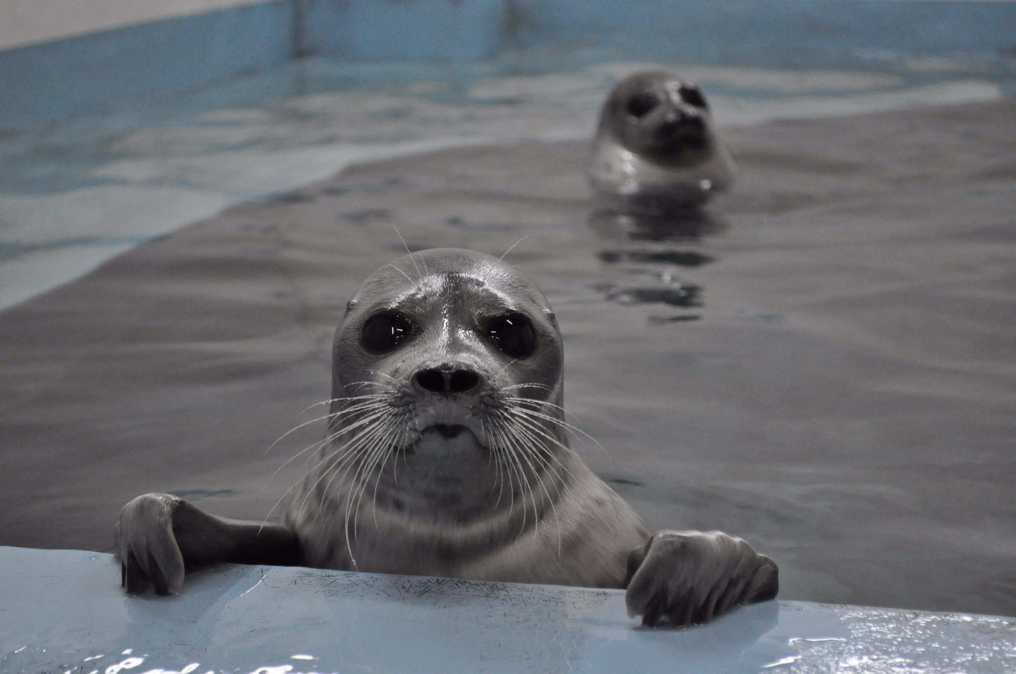大阪 海遊館 でもちょっとダース ベイダーを思わせる くるんくるん瞳の写真も発見しました こっち見てる T Co Dnecwfiil0 Twitter