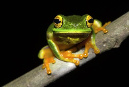 A #newspecies of bright green treefrog from northern Cape York has just been introduced to the world: australianmuseum.net.au/blogpost/amri-…