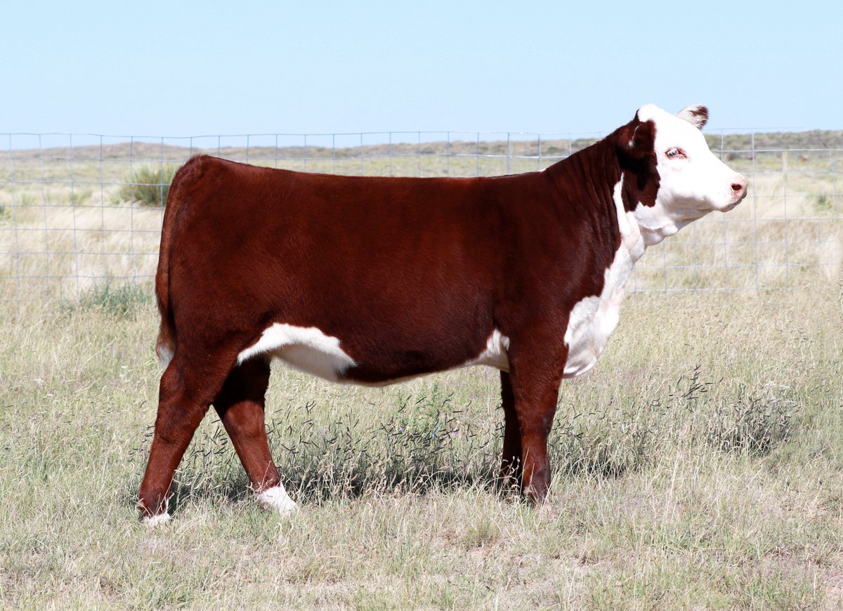 PerezCattleCo's tweet photo. Super excited about this heifers potential. She sells 10.12.16. Check out her video https://t.co/VgYwFgPj3m https://t.co/dnoz1NbuAo