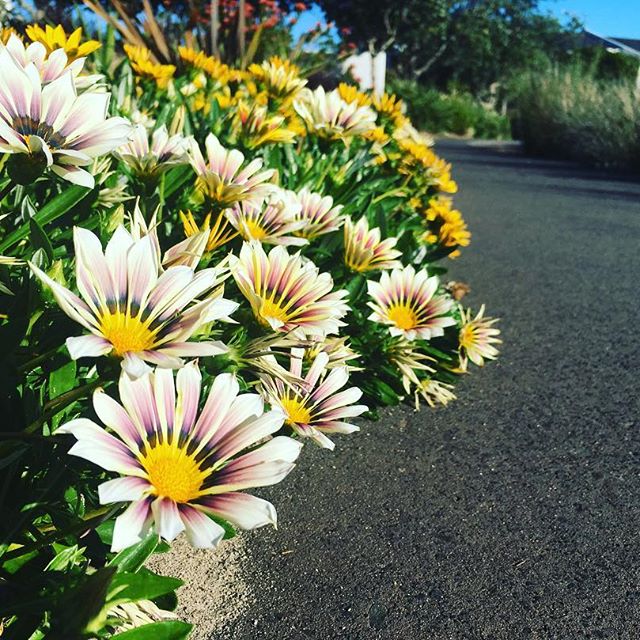 Spring has definitely sprung at Magenta! #pullmanmagentashoresresort #magentashores #flowers #springtime