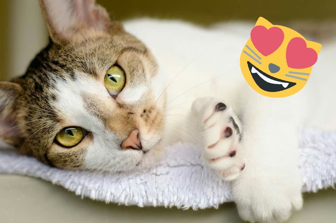 pbhsnaples's tweet photo. #AdoptNELLIE #HumaneSocietyNaples #CatsOfTwitter #AdoptThisCat #SWFL https://t.co/0BDRZJ6pl8