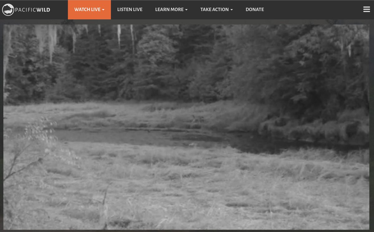 GreatBearLIVE's tweet photo. The wolves are making another appearance on #GreatBearLIVE as daylight fades. Can you spot them? https://t.co/cZQGqqlRha https://t.co/cdgd4mmCj6