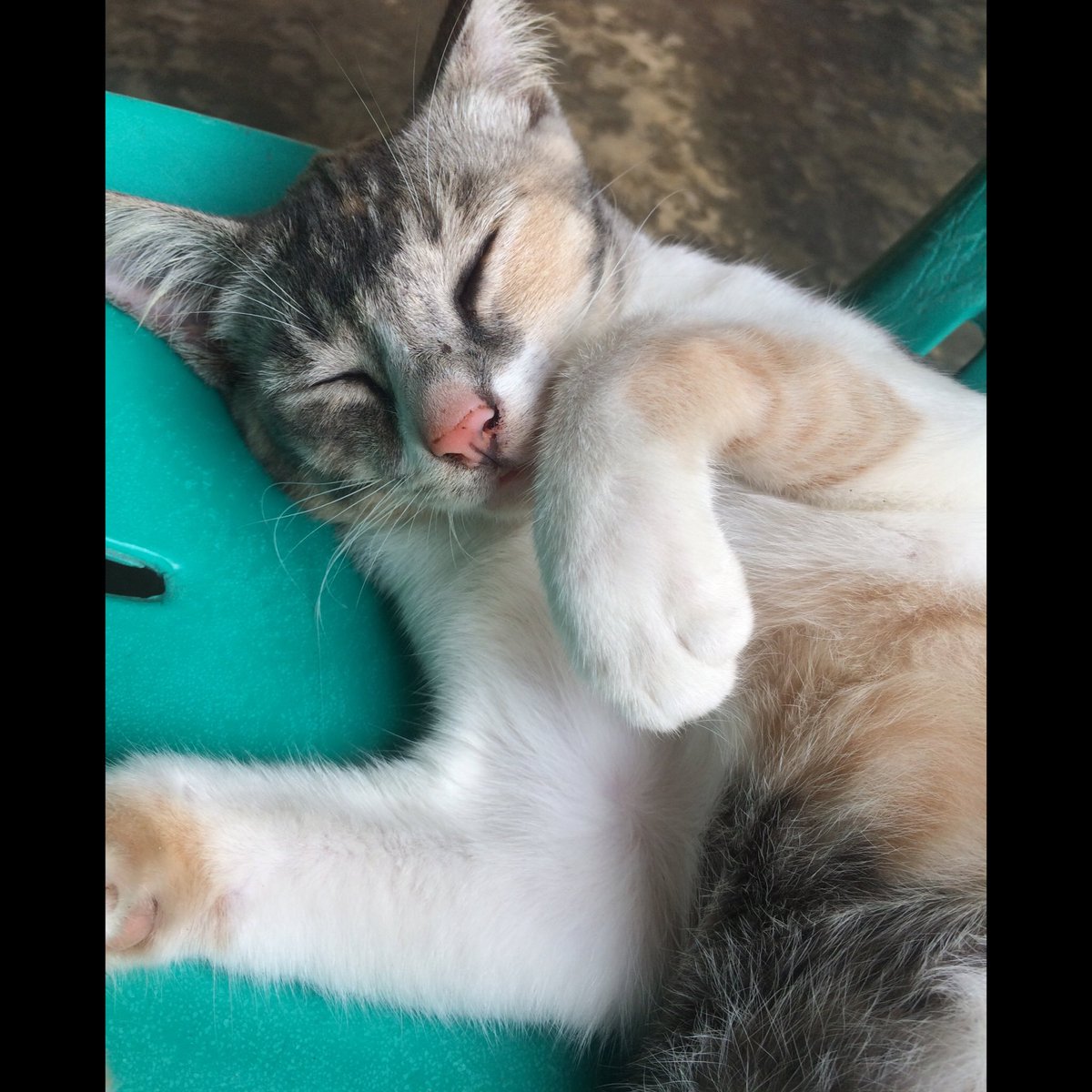DwiYossy's tweet photo. Baru 3 hari di tinggal udah kangen banget sma kelakuan nya yang lucu, bulan kangen 😂😂😂😂😂😂 https://t.co/DYuUZSsrkc