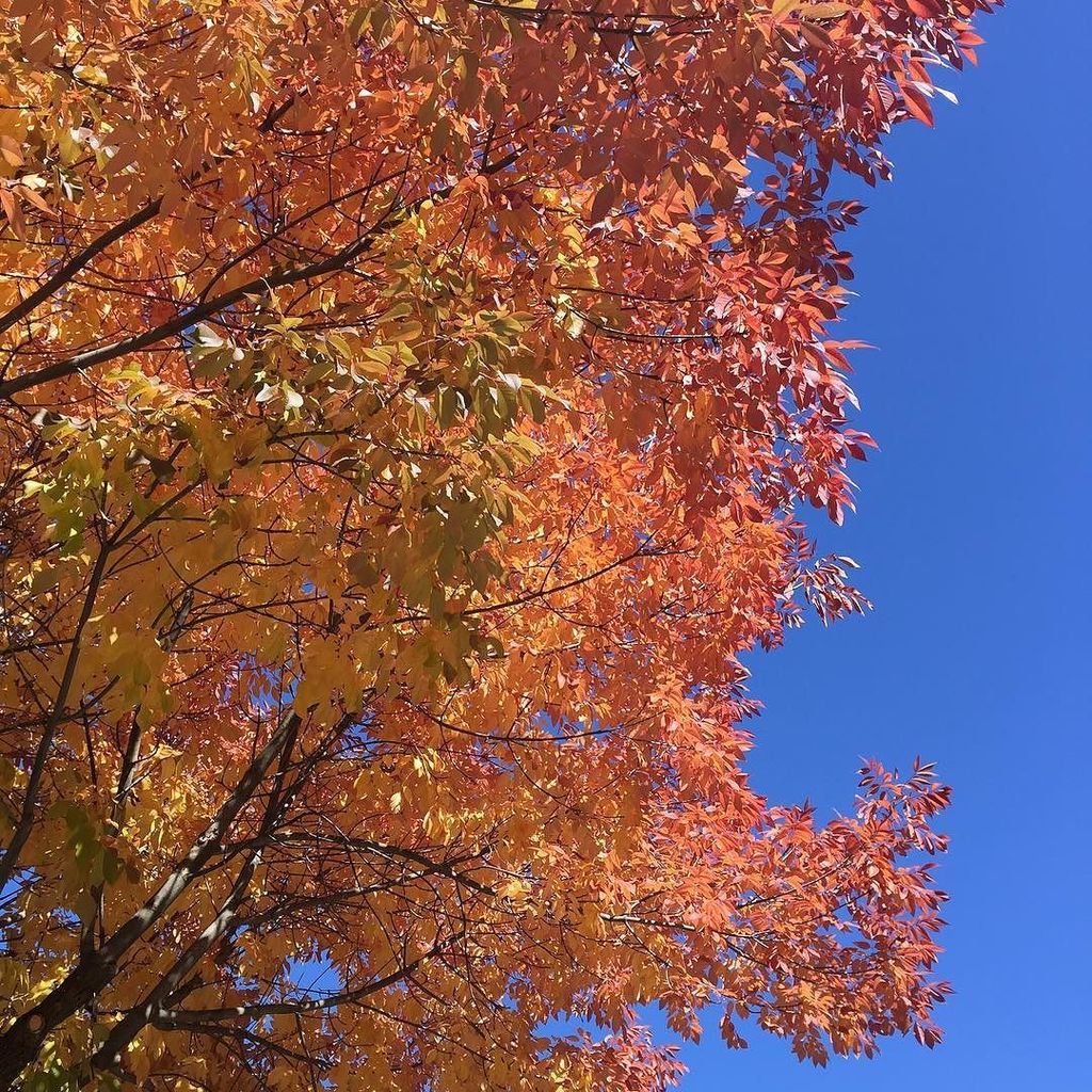 dianenorton's tweet photo. Best of all he loved Fall.  Ernest Hemingway #visitidaho #fallinIdaho #hemingway https://t.co/Uxy5bWQNQD https://t.co/pjOdK0CdIk