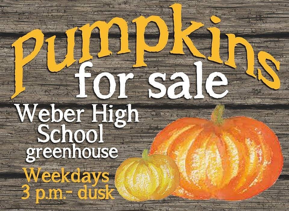 weberffa's tweet photo. Support Weber FFA &amp; buy a pumpkin!!🎃 https://t.co/UekurGTPEH