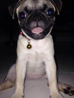 bbhkmnl's tweet photo. #PattyPat https://t.co/EjPnFkBFMP