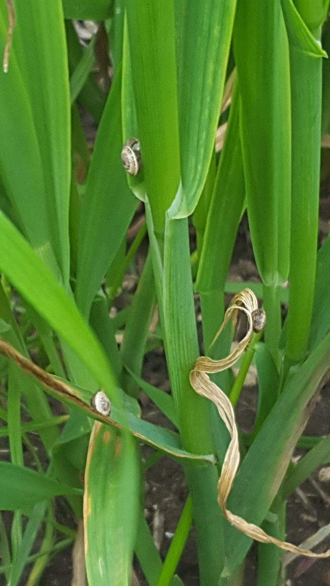 flicturner's tweet photo. How late is too late to bait? @merindie1 @Mackillopfarm https://t.co/PegoDMHJ7g