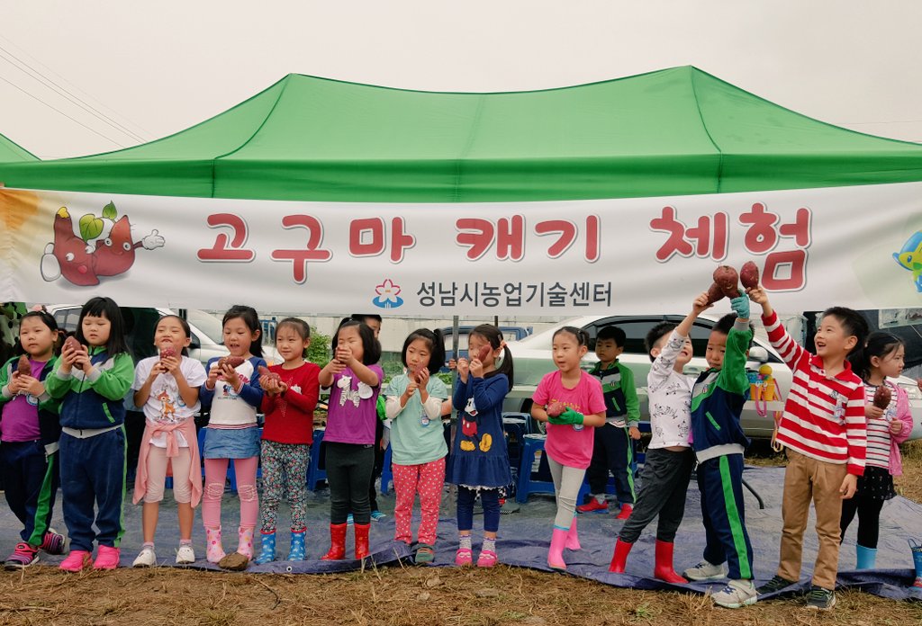 #성남시 #성남시민농원 농사체험장
아침부터 꼬마친구들의 방문으로 
체험장이 떠들썩하네요~
땅속 고구마가 신기해서 재잘재잘 
너무 즐거워요~~^^
#성남시농업기술센터 #텃밭지도사