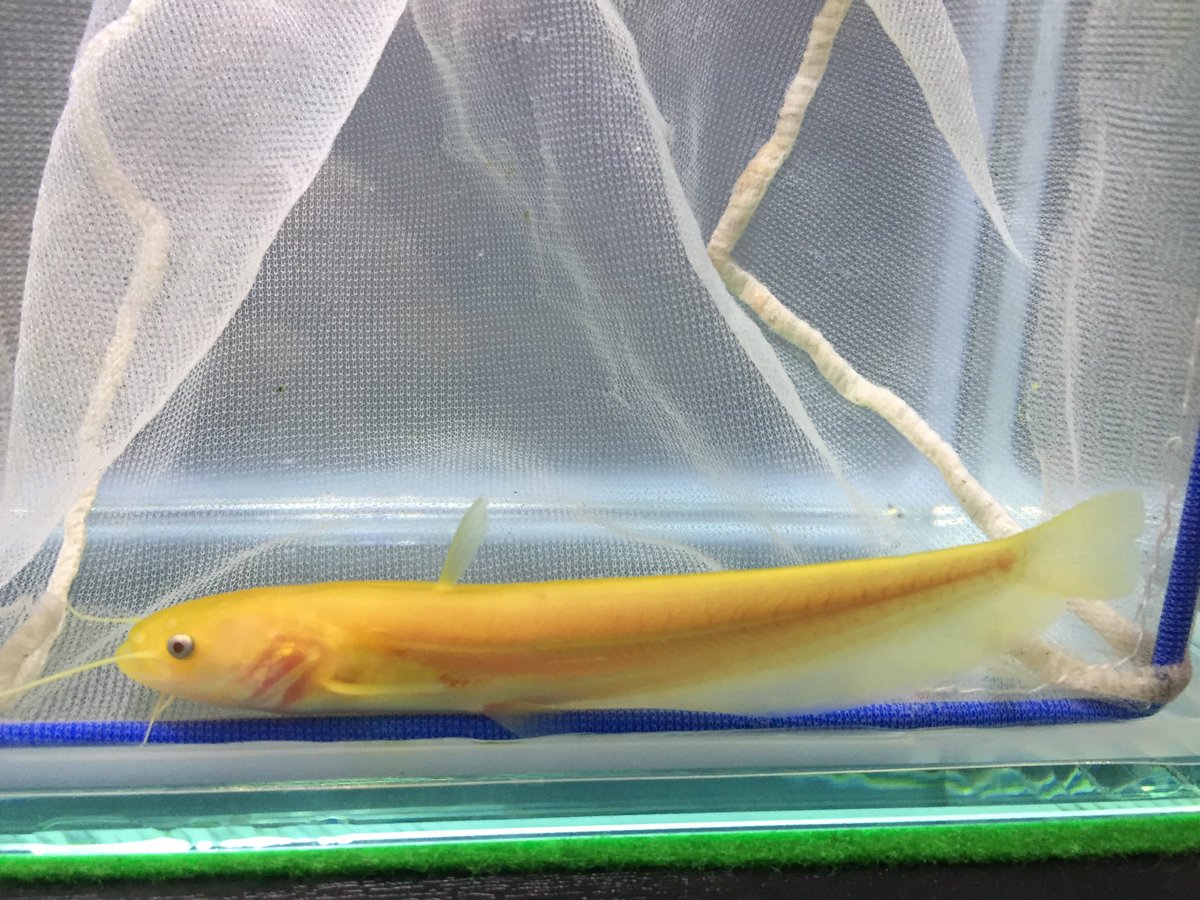 黄金ナマズ 黄金ナマズ