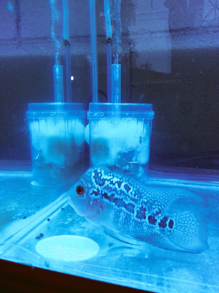 imrvgl's tweet photo. My stress reliever. 😊🐠🐟
#flowerhorn #hertz #palbo https://t.co/JYRHwaokQH