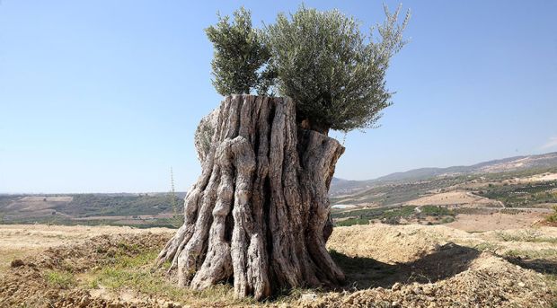 Kesilmek üzere iken yeniden dikilen 800 yıllık zeytin ağacı meyve verdi yesilgazete.org/blog/2016/09/2…