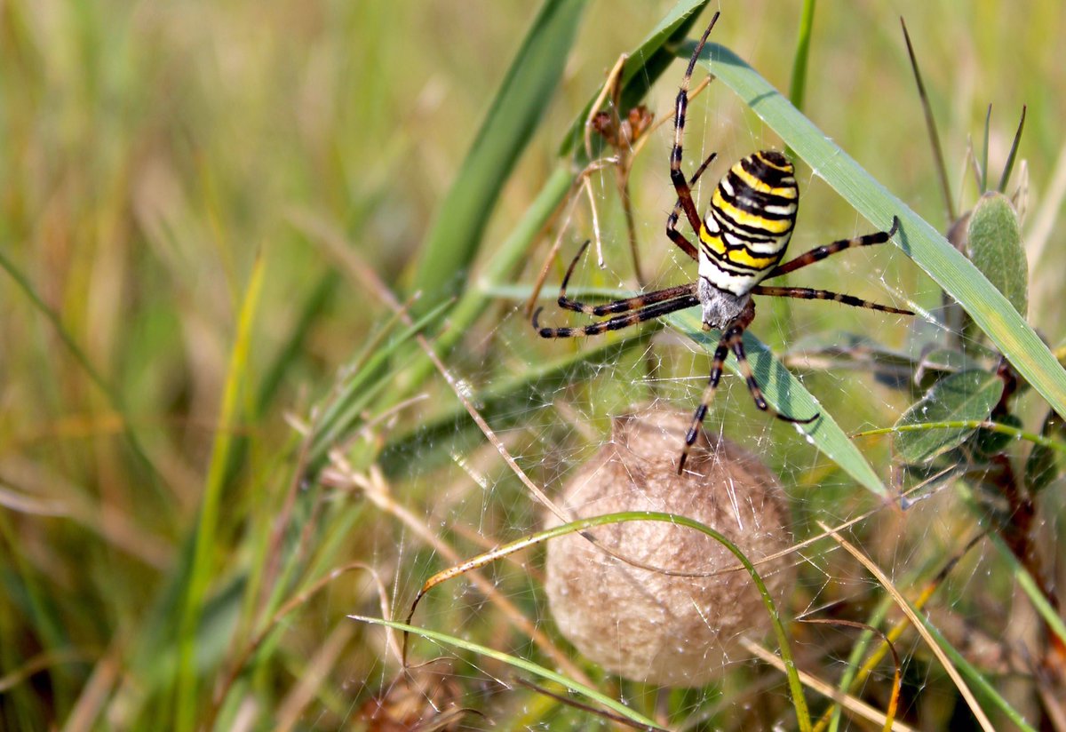 Hoe gaaf is de deze spin?! Ik trof deze prachtige tijger- of wespspin op de #Grevelingen. Wat is ze mooi hè? #staatsbosbeheer