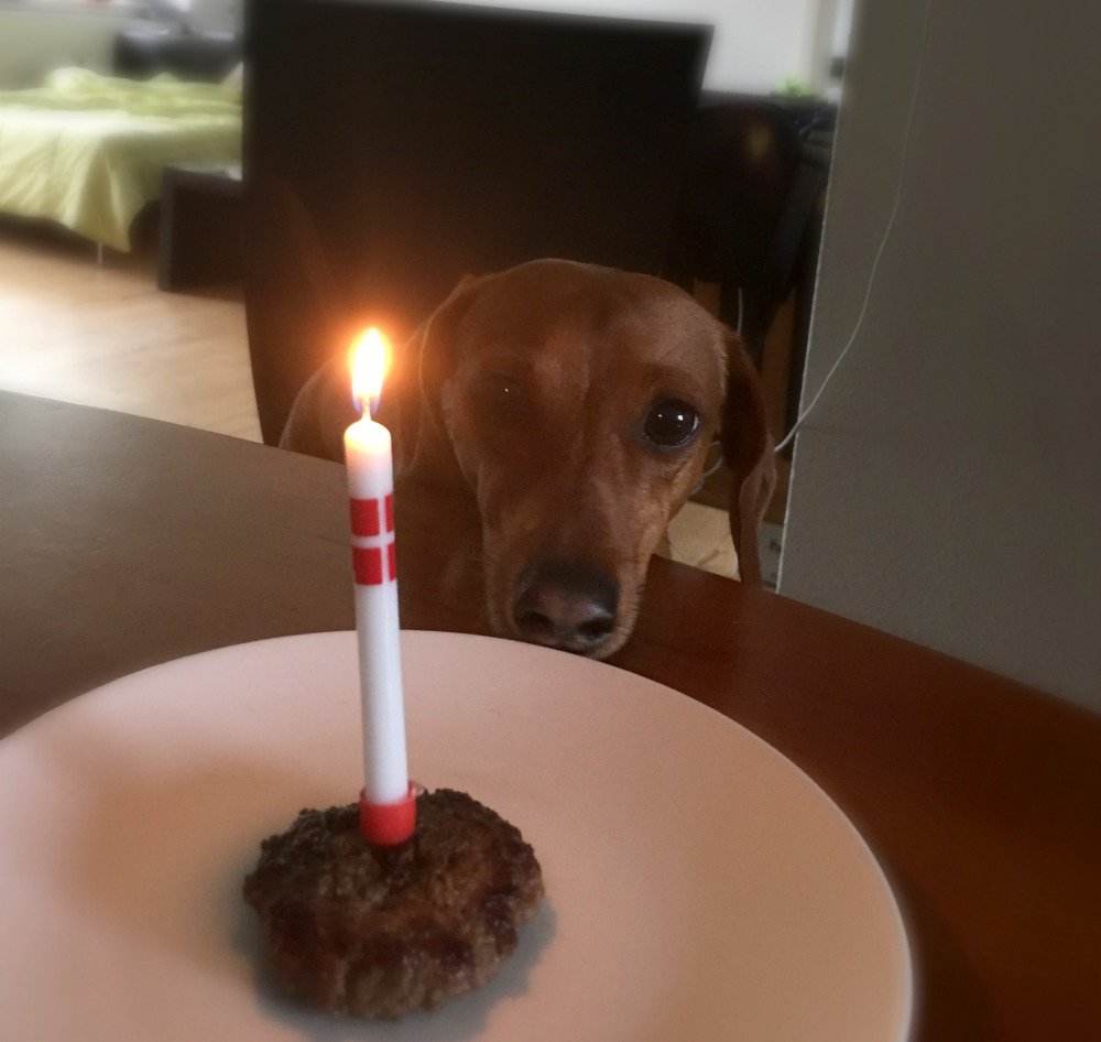 SoDoxie's tweet photo. Dad furgot to post my picture on my birfday, smh and mom wouldnt give me the whole burger!  Whats that about? #parentfails #doxiesrule https://t.co/Gkr3bkFYvy
