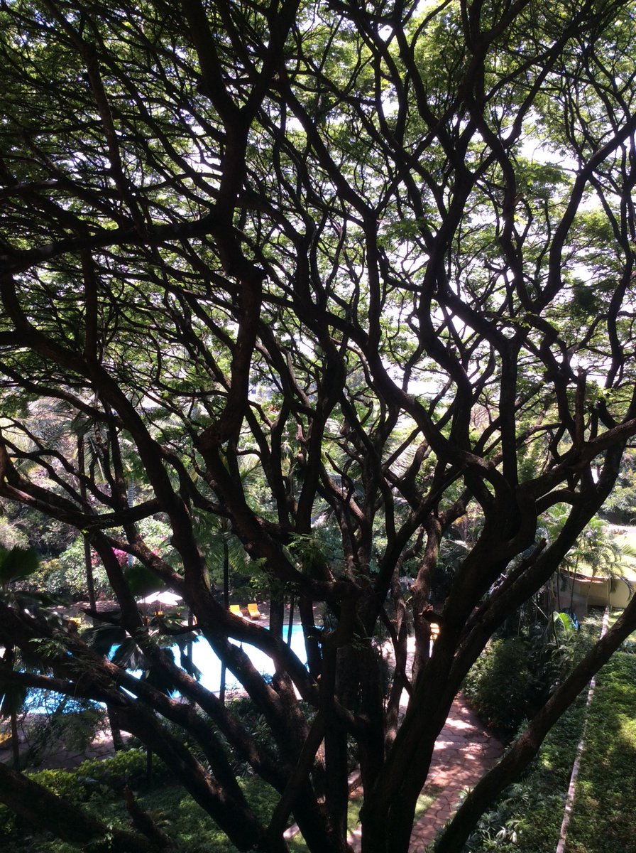 1983incognito's tweet photo. The raintree at The Oberoi Bengaluru. #OberoiDirect @OberoiGroup @oberoibengaluru https://t.co/i7flbJhzYM