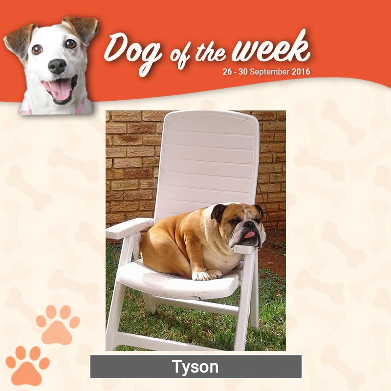 Beeno_ZA's tweet photo. Give me some shade and a vacay #BeenoDogoftheWeek #dogsoftwitter #dogoftheday https://t.co/z3bN1Vh2yE