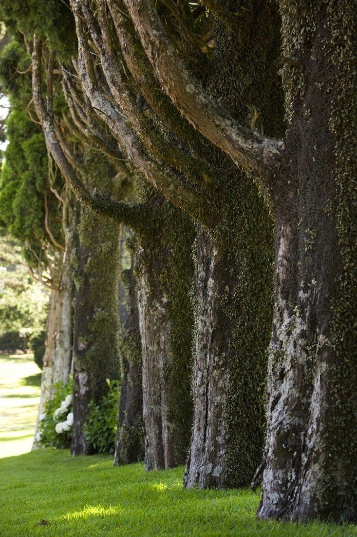 newport365's tweet image. Specimen Trees: Are They Worth It? dlvr.it/MLpvKd #CloudPruning #LandscapeArchitect