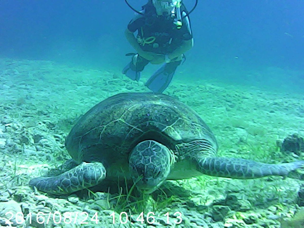 oceanviewdive's tweet photo. Do something amazing this holiday - learn to scuba dive #ayianapa #scubadivecyprus https://t.co/c7LOWJBJd4