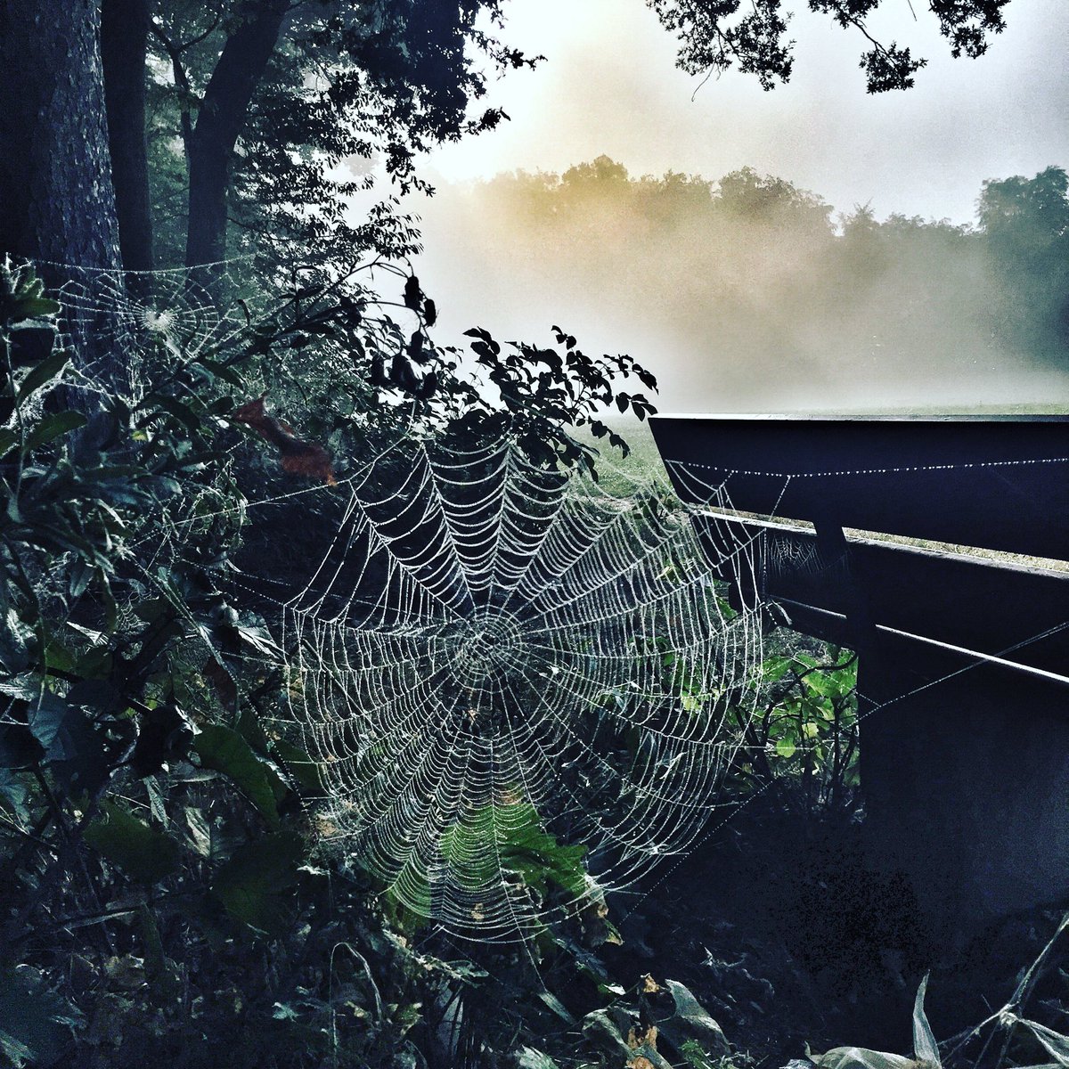 dFoodArt's tweet photo. #morningrun #freshair #nature #spider #käferberg #höngg #zurich #switzerland #inlovewithswitzerland #dKunscht #photography #zhwelt https://t.co/9N1OHCh5Ox