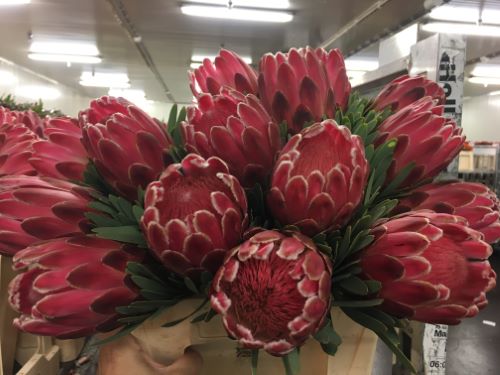 barendsenexport's tweet photo. Gooood mornig flower lovers !!
A family of interesting and unusual long lasting flowers available in a lot of shapes, colours and sizes !! https://t.co/S3Jb4UXiG2