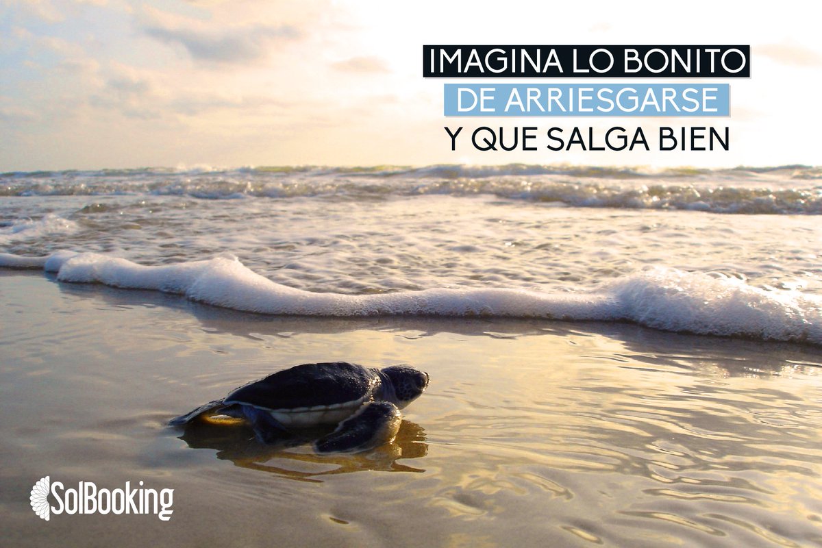 solbooking's tweet photo. Lucha por lo que deseas cada día, no hay nada que no puedas conseguir ¡#FelizMiercoles #SolBookers! https://t.co/z6LOM8k7AX