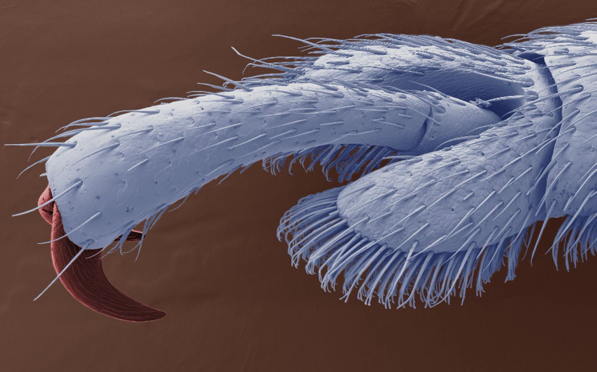 RoyalMicroSoc's tweet image. Our Enhancing your Image Course is taking place today at @JohnInnesCentre 
We can't wait to see the beautiful #micrographs that are created