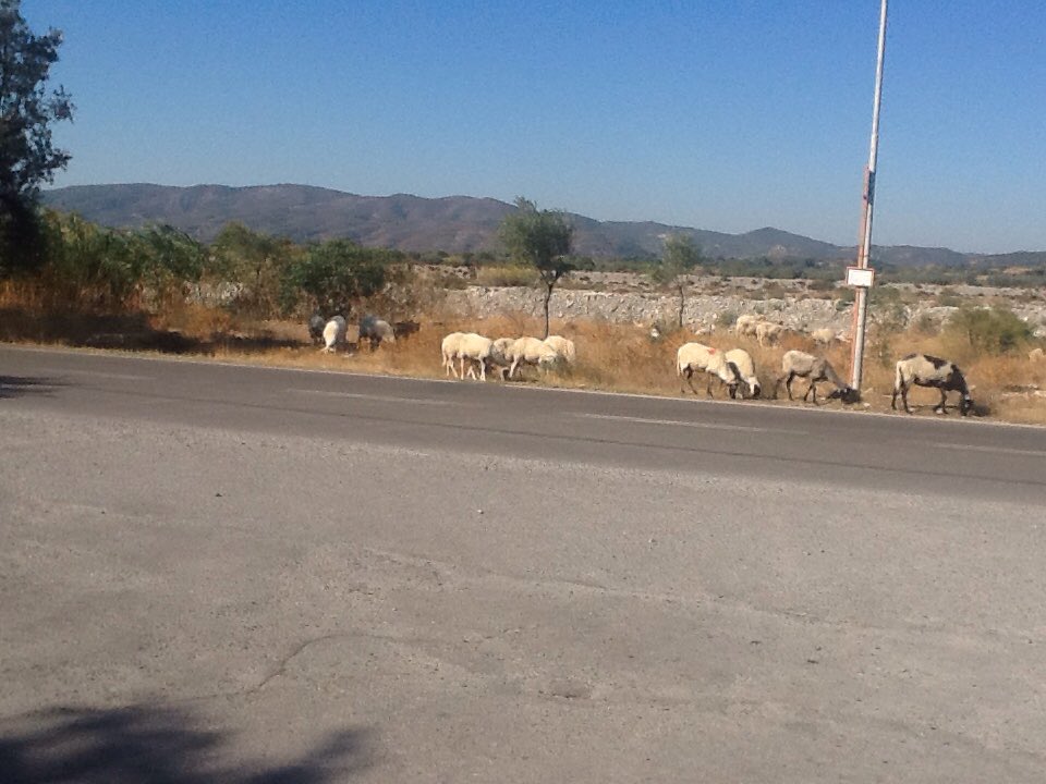 anniejay55's tweet photo. Todays farming news.. 'Waiting at the bus stop' https://t.co/qydq1PLEd2