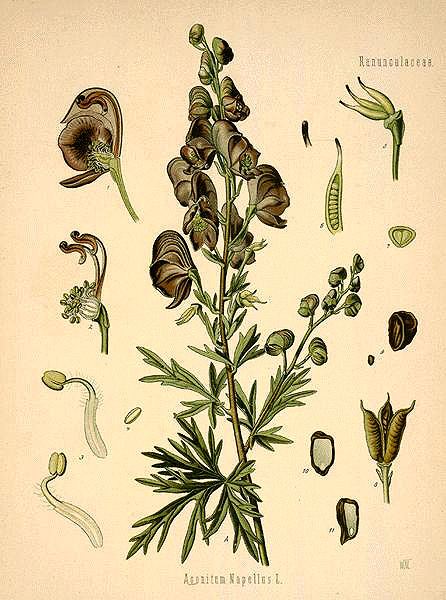 3l3m3ntalmagick's tweet image. Aconitum used for Protection &amp;amp; Invisibility. More about this deadly grand herb and the Witch's Garden at ow.ly/As6L304DyOS