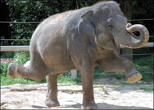 OrlandoTkts's tweet photo. Us after booking our @BuschGardens tickets! 🐘😁 #cantwait Check out the many elephant-astic deals here: https://t.co/VkCcBRjuSt https://t.co/YmWjLOMeol